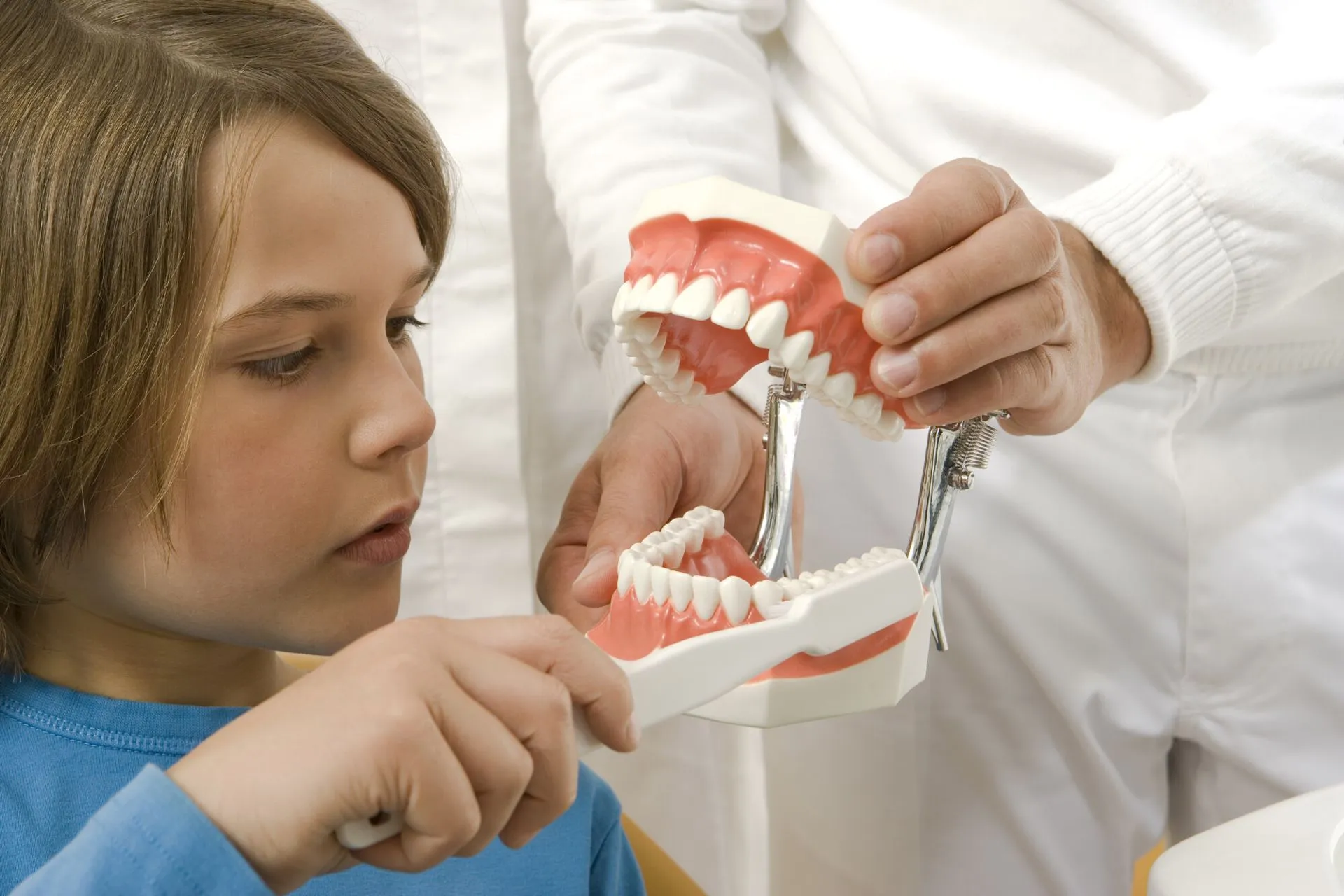 A girls is exploring model of a jaw at South Jersey Dentistry